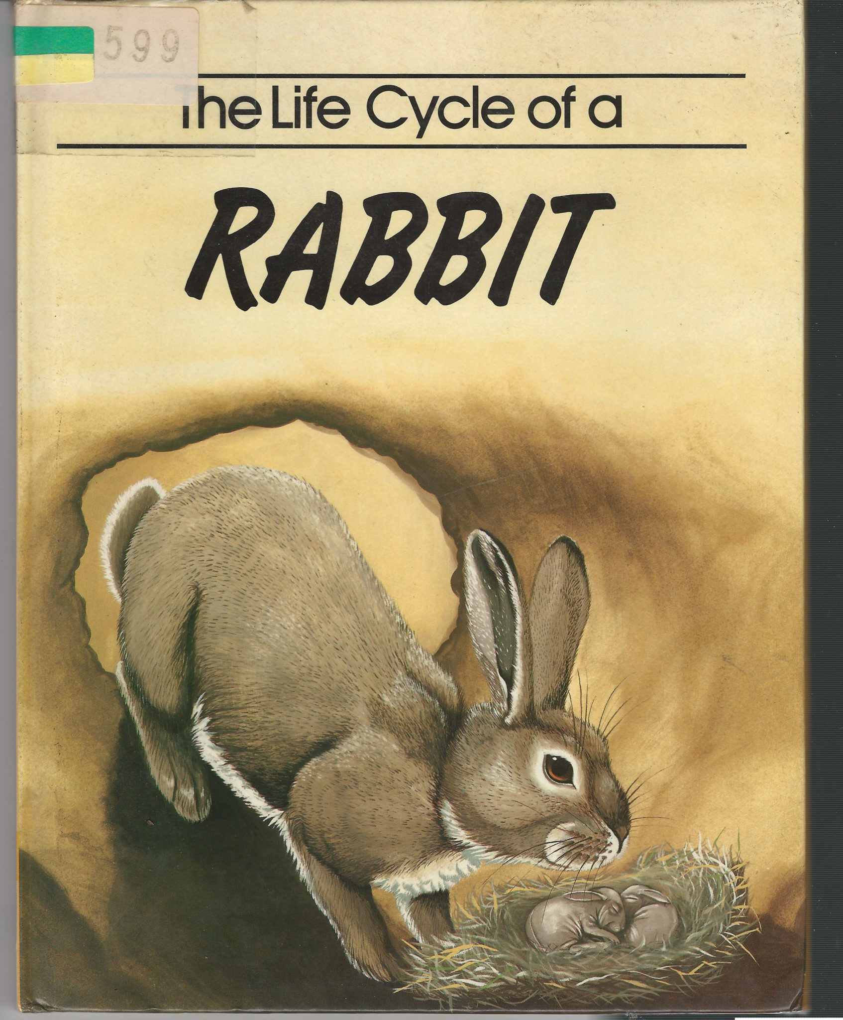 The Life Cycle of a Rabbit - Bookstuffshop